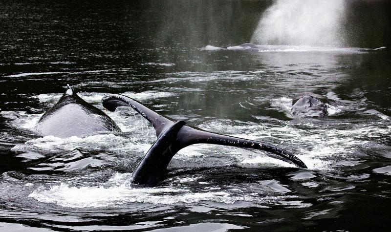 Humpbacks in Close Quarters.jpg